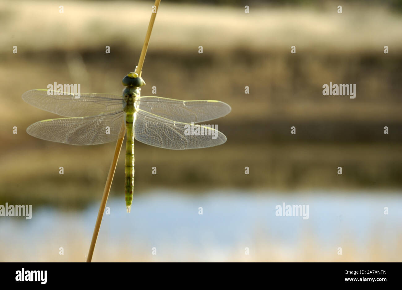 LIBELLULA FEMMINILE BLU (ORTHETRUM CALEDONICUM) IN RIPOSO SU UN RAMO CON LE SUE ALI TRASPARENTI APERTE, VICINO A SUBIACO NELL'AUSTRALIA OCCIDENTALE. Foto Stock