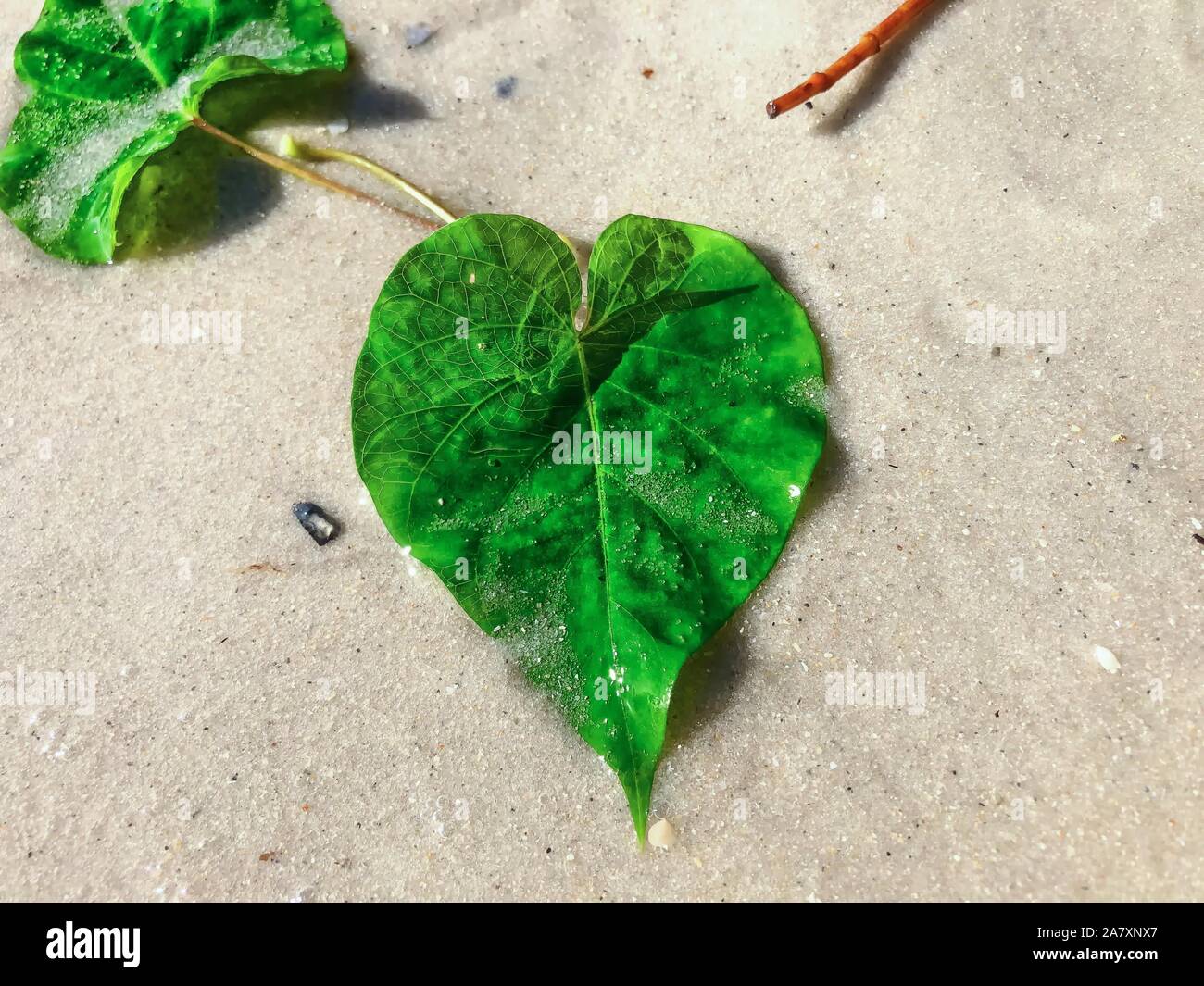 A forma di cuore sulla foglia di Giove Island Beach, Florida Foto Stock