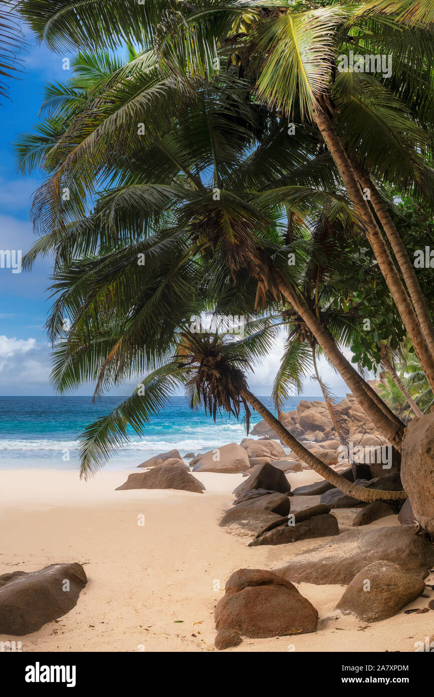 Palme sulla spiaggia esotica con sabbia bianca e mare turchese su Paradise Island. Foto Stock