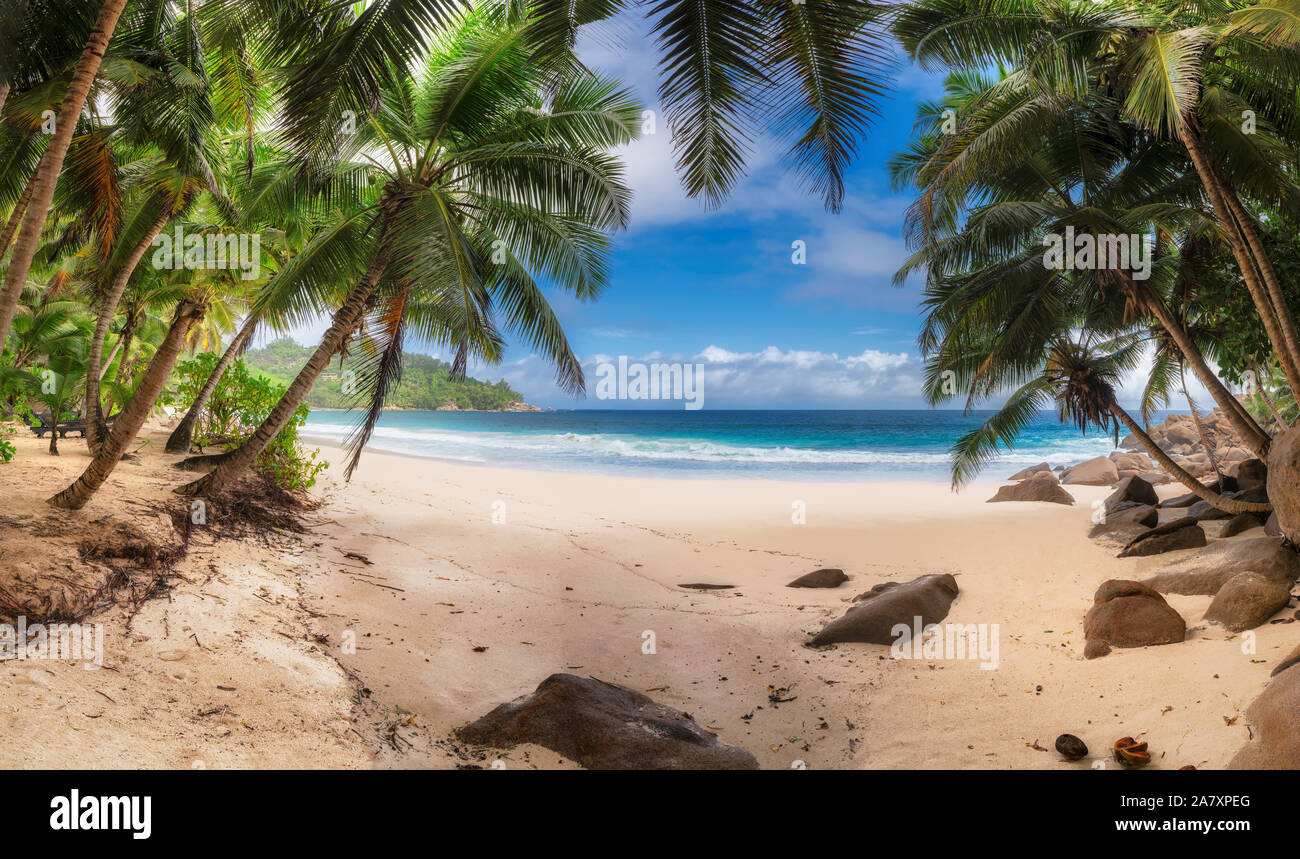 Vista panoramica della spiaggia esotica con palme da cocco sul mare tropicale sull'isola di paradiso. Foto Stock