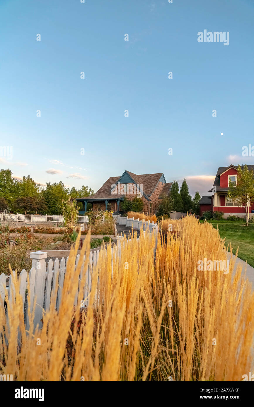 Golden erba ornamentale vegetale circostante Terreno edificabile vicino tramonto Foto Stock