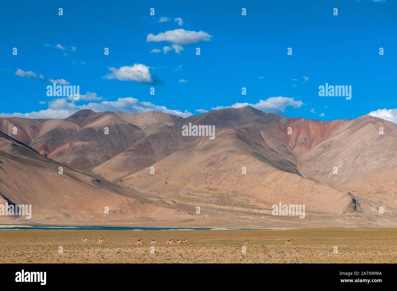 Red le montagne vicino al lago Tsokar, Ladakh, India Foto Stock