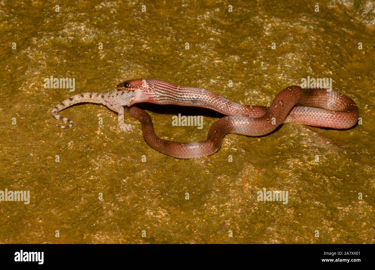 Common Wolf Snake eating Gecko, Lycodon aulicus, Vasai, Maharashtra, India Foto Stock