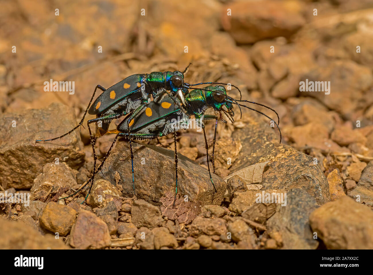 Tiger Beetle, Thane, Maharashtra, India Foto Stock