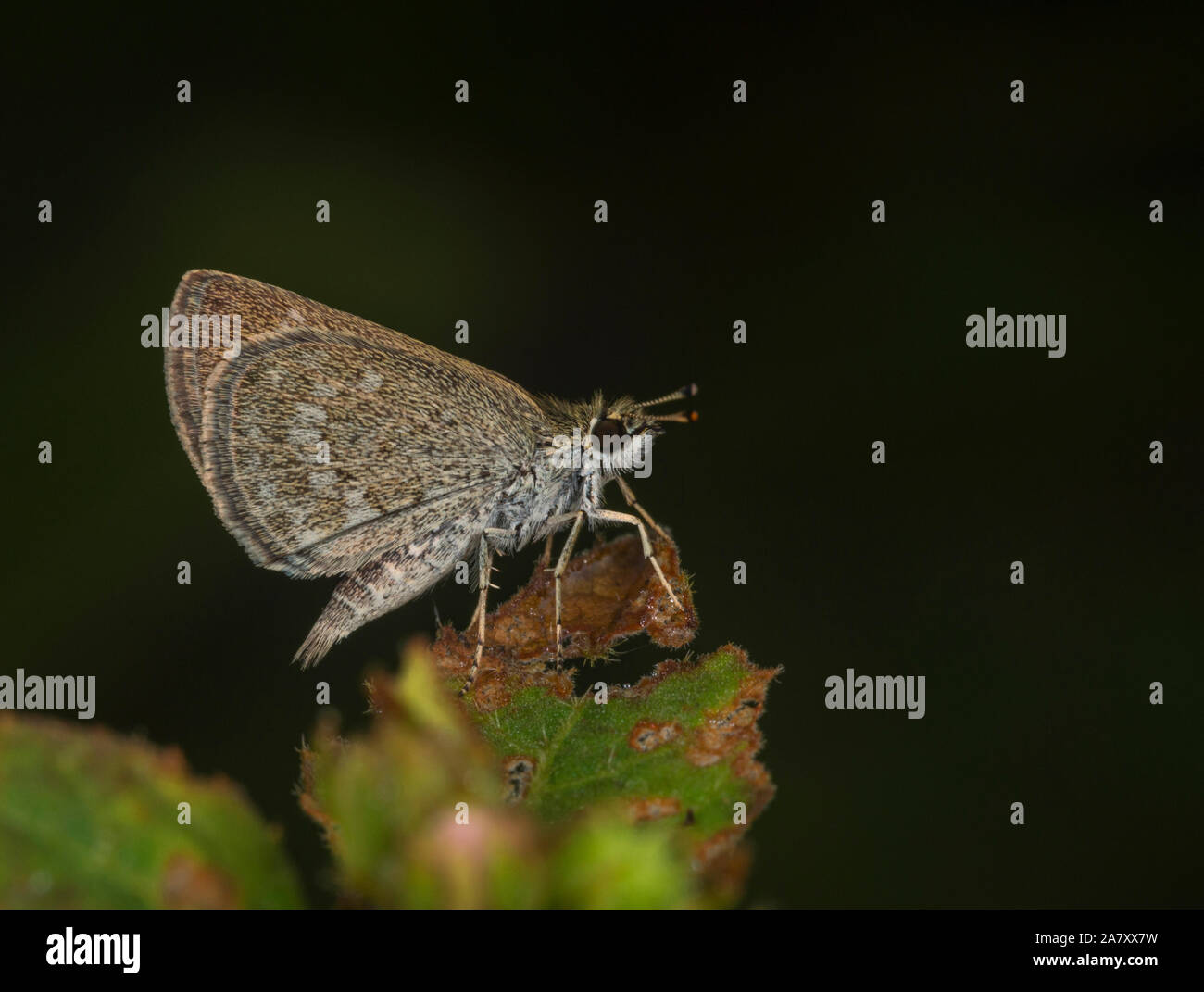 Scrub pigmeo tramoggia, Aeromachus pygmaeus, Butterfly, Garo Hills, Meghalaya, India Foto Stock
