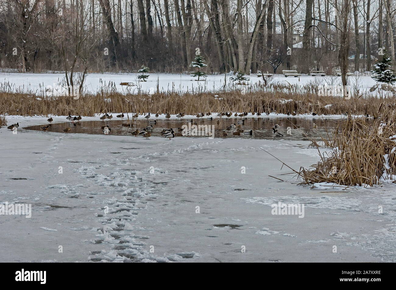 Anatre differenti sulla superficie di un lago ghiacciato in inverno, Sofia, Bulgaria Foto Stock