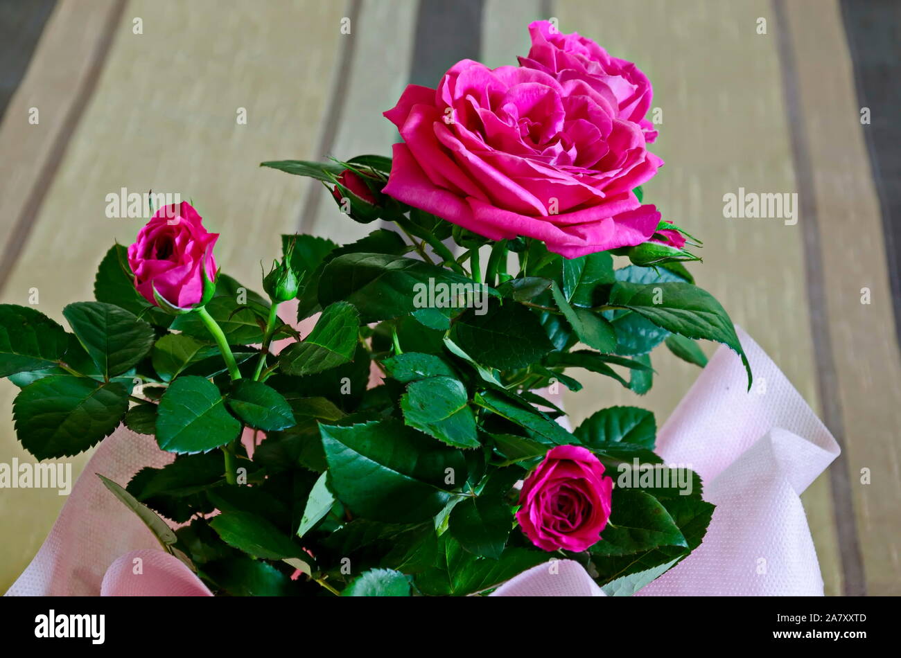Bouquet di più fresca rose rosa in una rosa di wrap, Sofia, Bulgaria Foto Stock