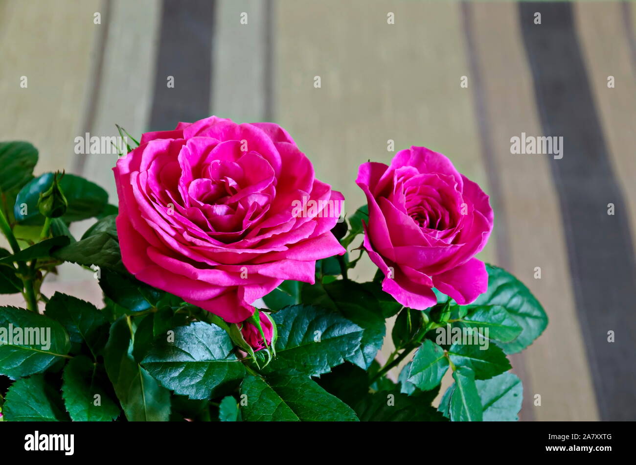 Bouquet di più fresca rose rosa in una rosa di wrap, Sofia, Bulgaria Foto Stock