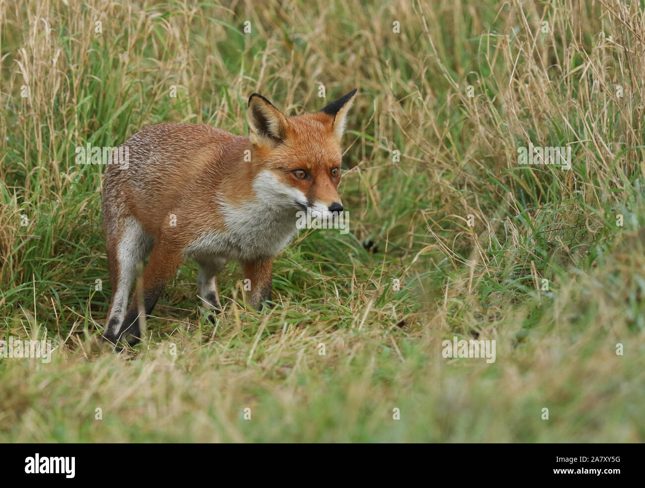 Un simpatico wild Red Fox, Vulpes vulpes, a caccia di cibo in erba lunga in un prato. Foto Stock
