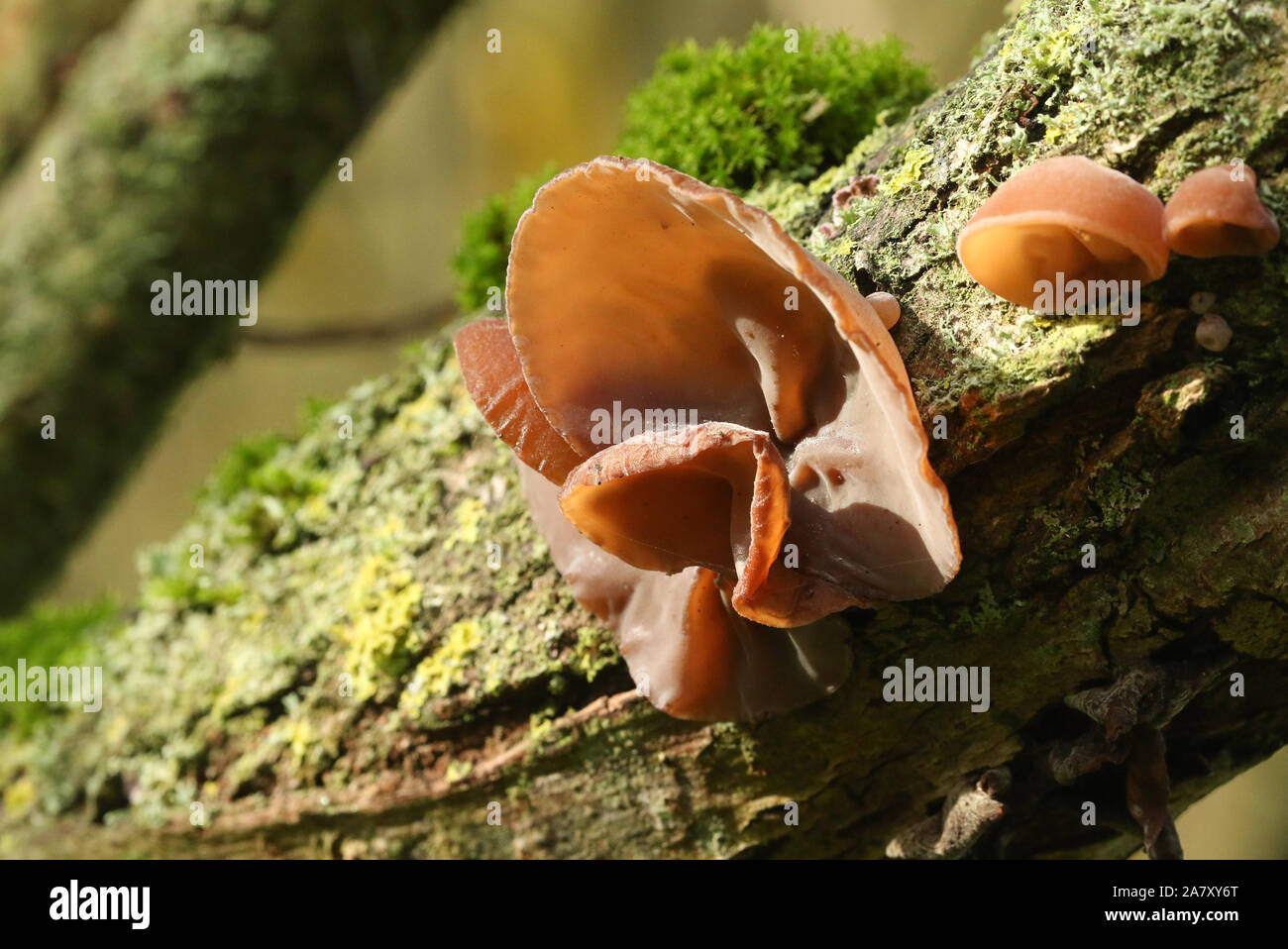 Giudeo l orecchio, (nero) legno orecchio, jelly orecchio fungo, Auricularia padiglione auricolare-judae, che cresce su un albero nel Regno Unito. Foto Stock