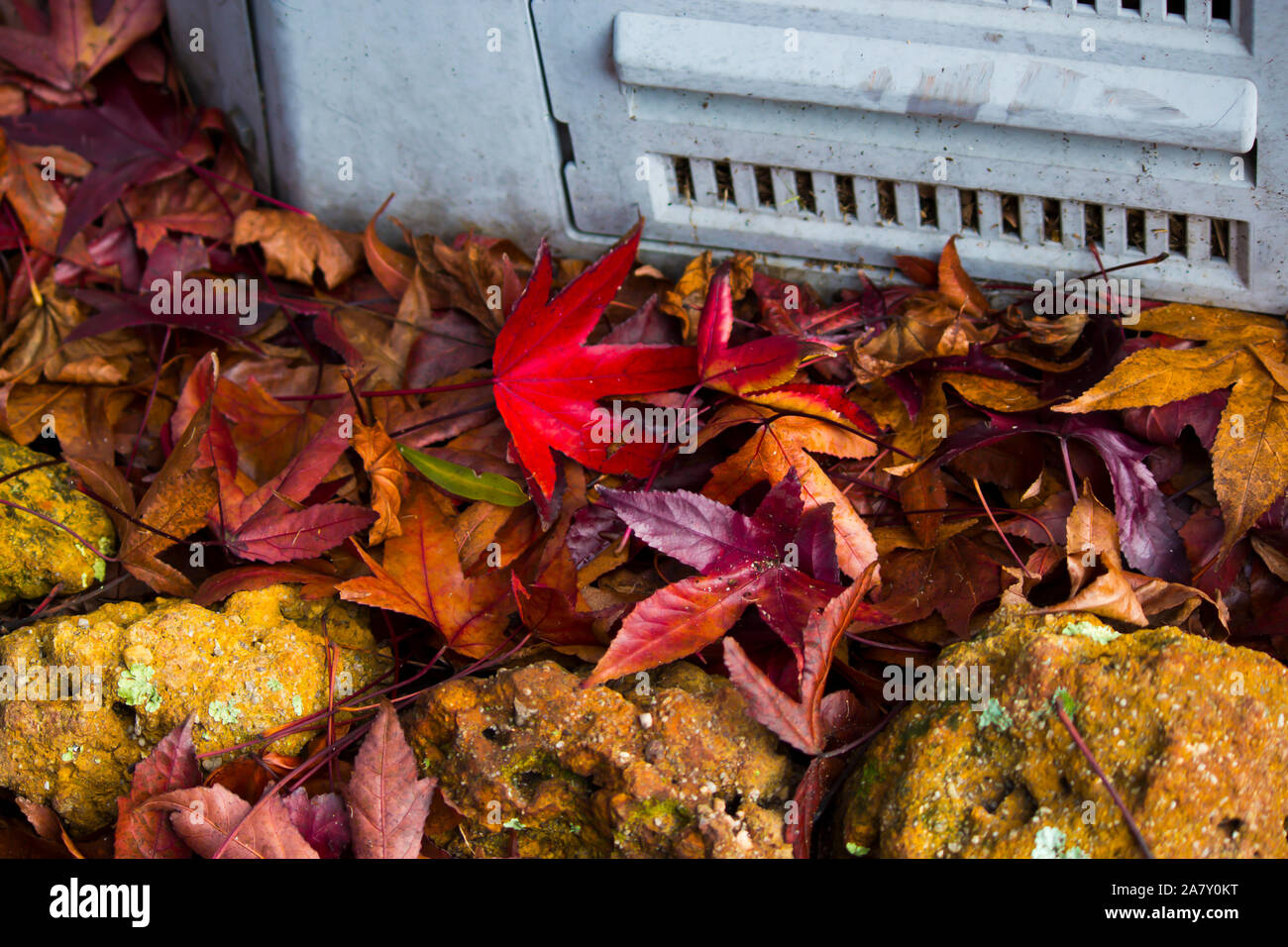 Caduto essiccato rosso e marrone da foglie di un albero di acero giace sul terreno e prato in tarda estate annunciando l'insorgenza del refrigeratore autunno caduta stagione. Foto Stock