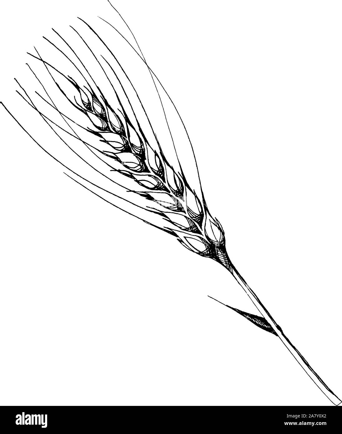 Orecchio di vettore di grano. Bianco e nero inchiostro inciso art. Isolato spica illustrazione elemento. Illustrazione Vettoriale