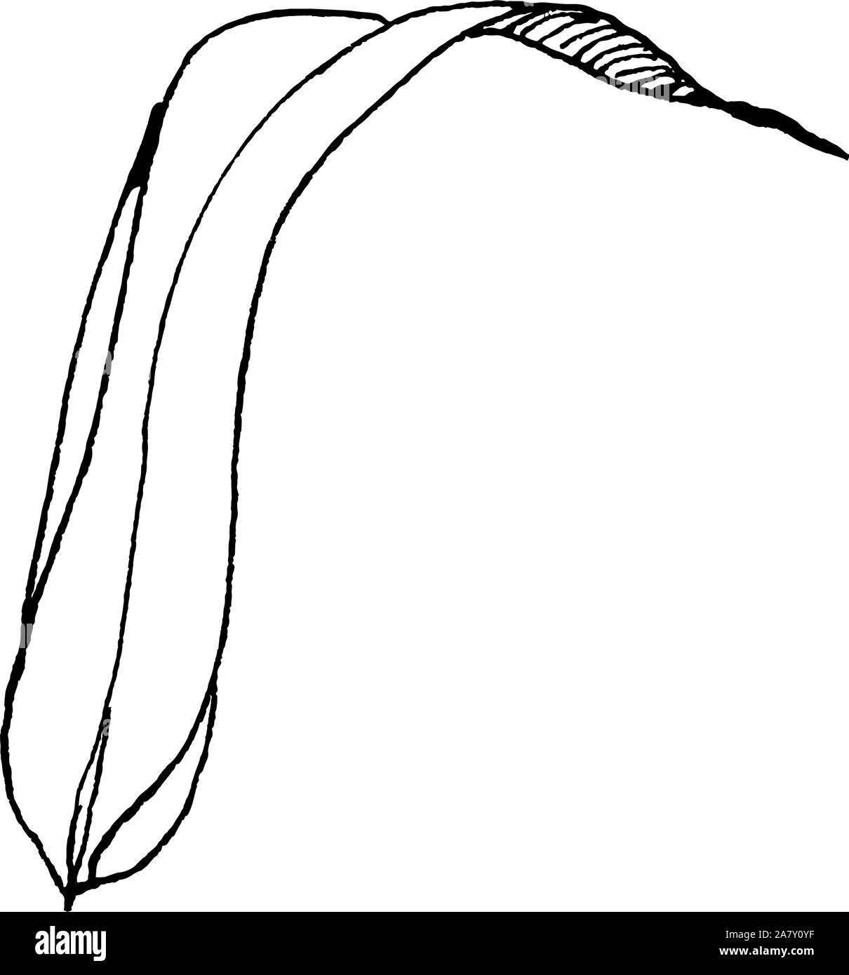 Lama di vettore di erba. Bianco e nero inchiostro inciso art. Isolato di frumento illustrazione elemento. Illustrazione Vettoriale