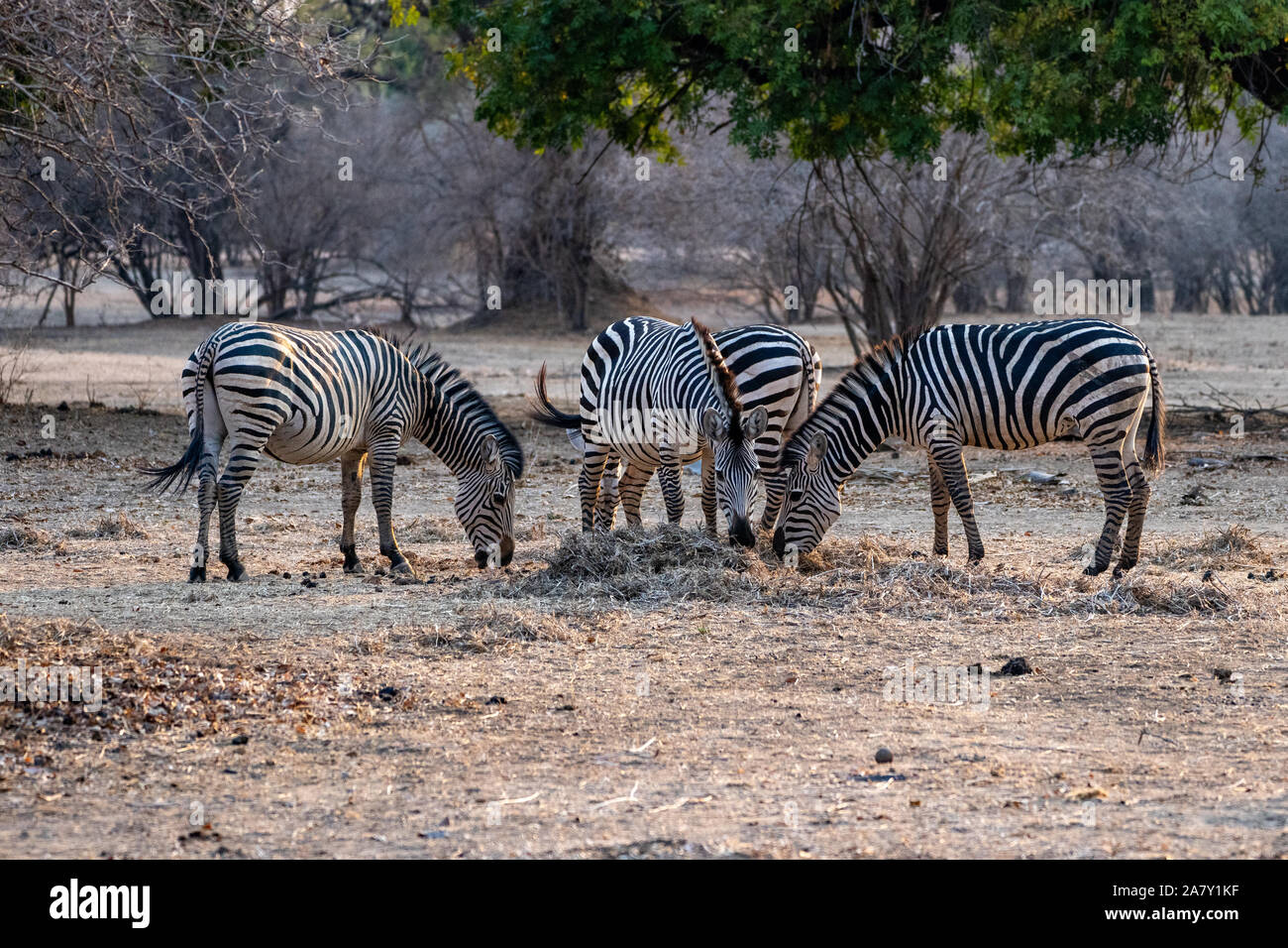 Lains zebra - zebra comune -Equus quagga Foto Stock