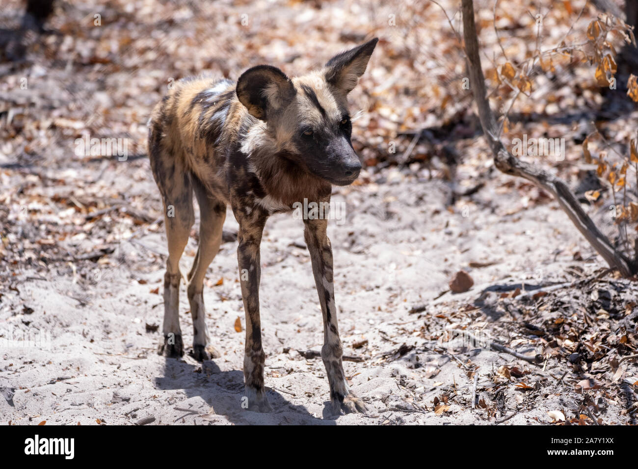 African wild dog (Lycaon pictus) ‪Hwange Parco Nazionale dello Zimbabwe Foto Stock