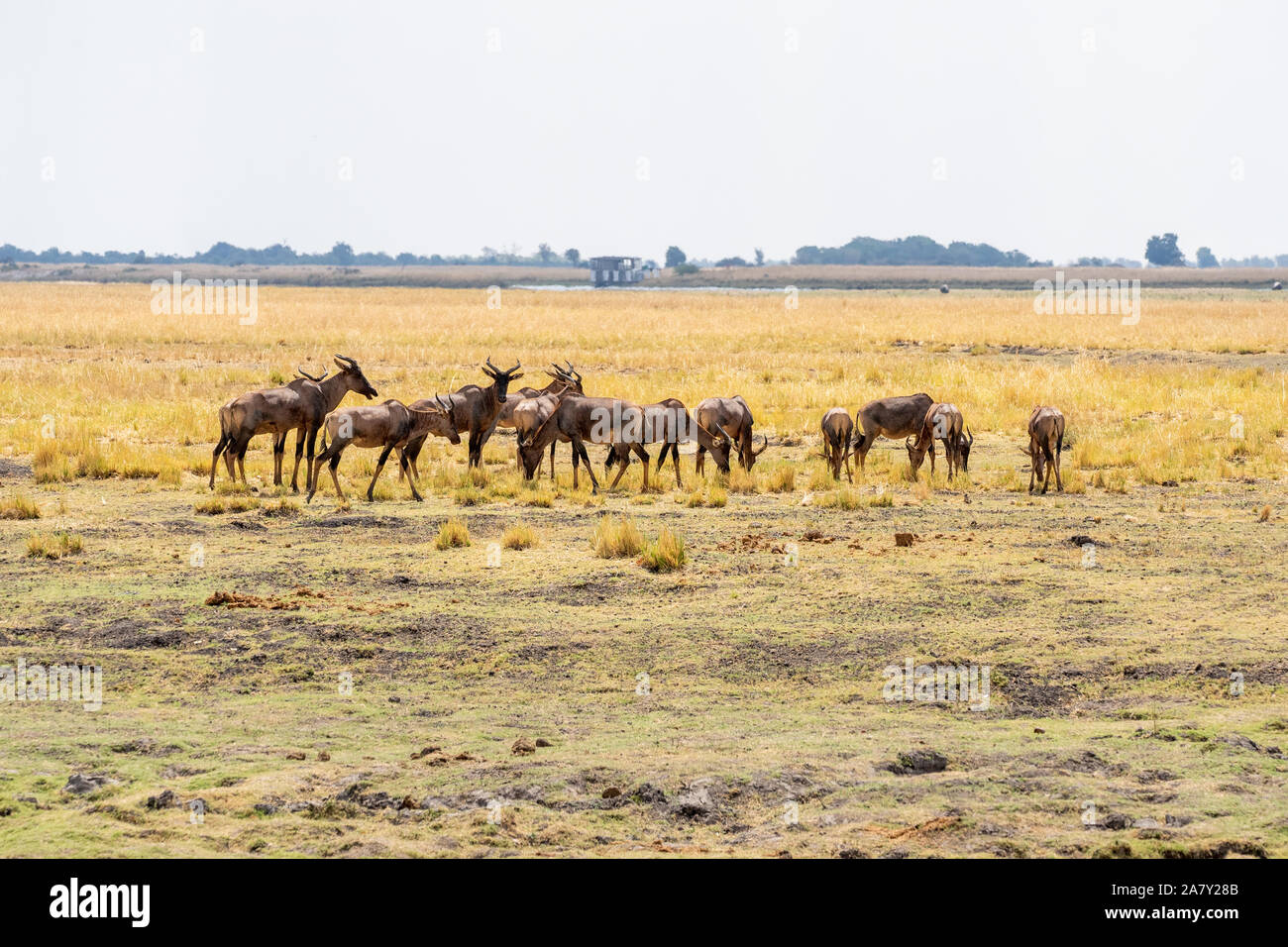 Comune o Tsessebe Sassaby (Damaliscus lunatus lunatus) Foto Stock