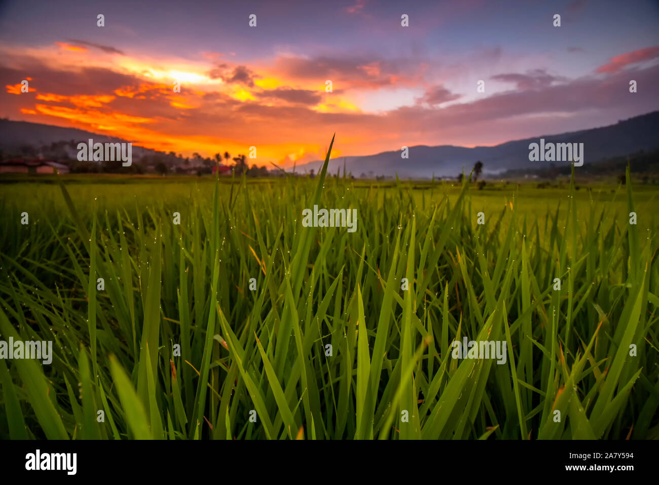 La bellezza naturale di Sumatra e la splendida distesa di campi di riso Foto Stock