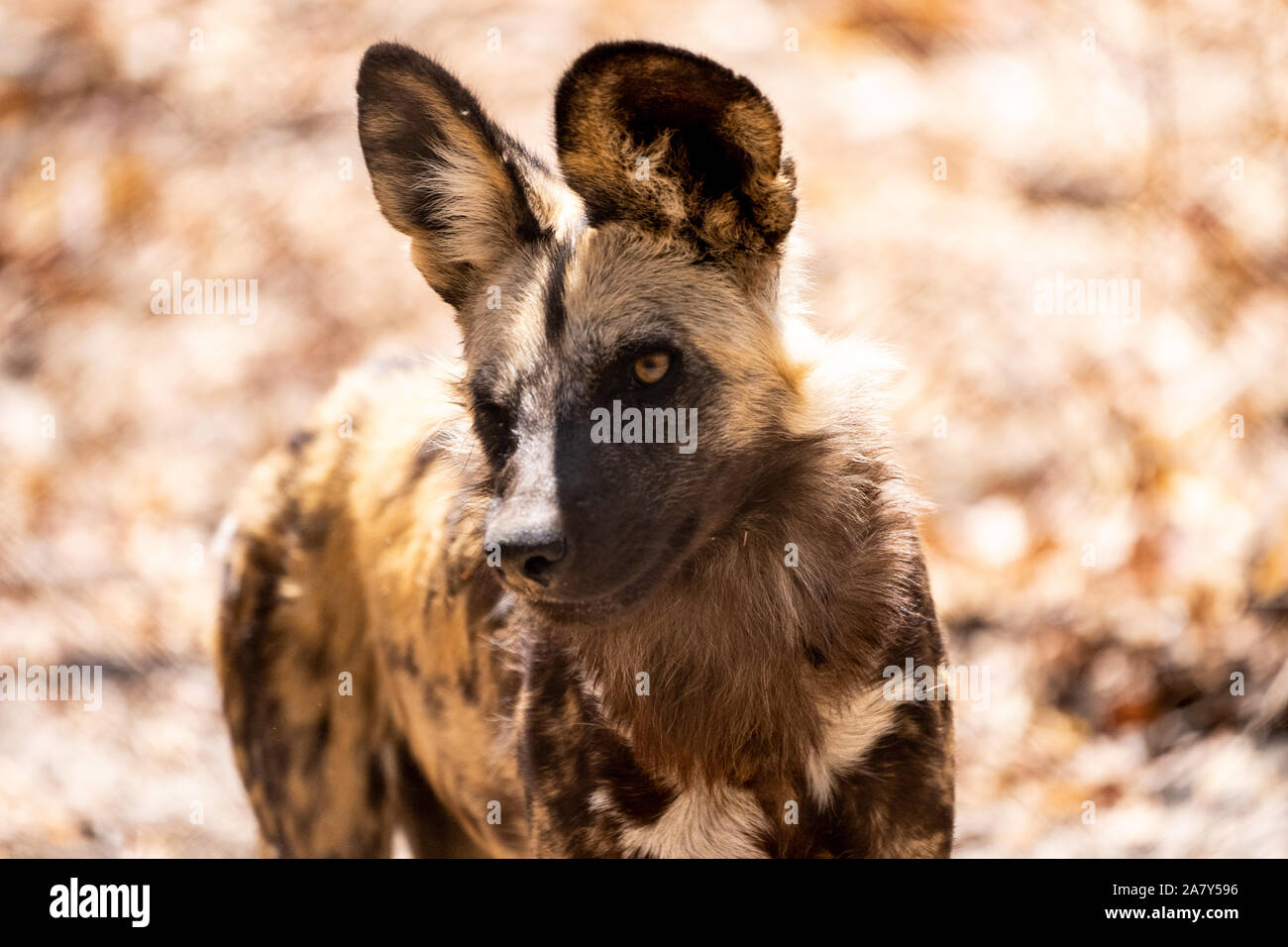 African wild dog (Lycaon pictus) ‪Hwange Parco Nazionale dello Zimbabwe Foto Stock