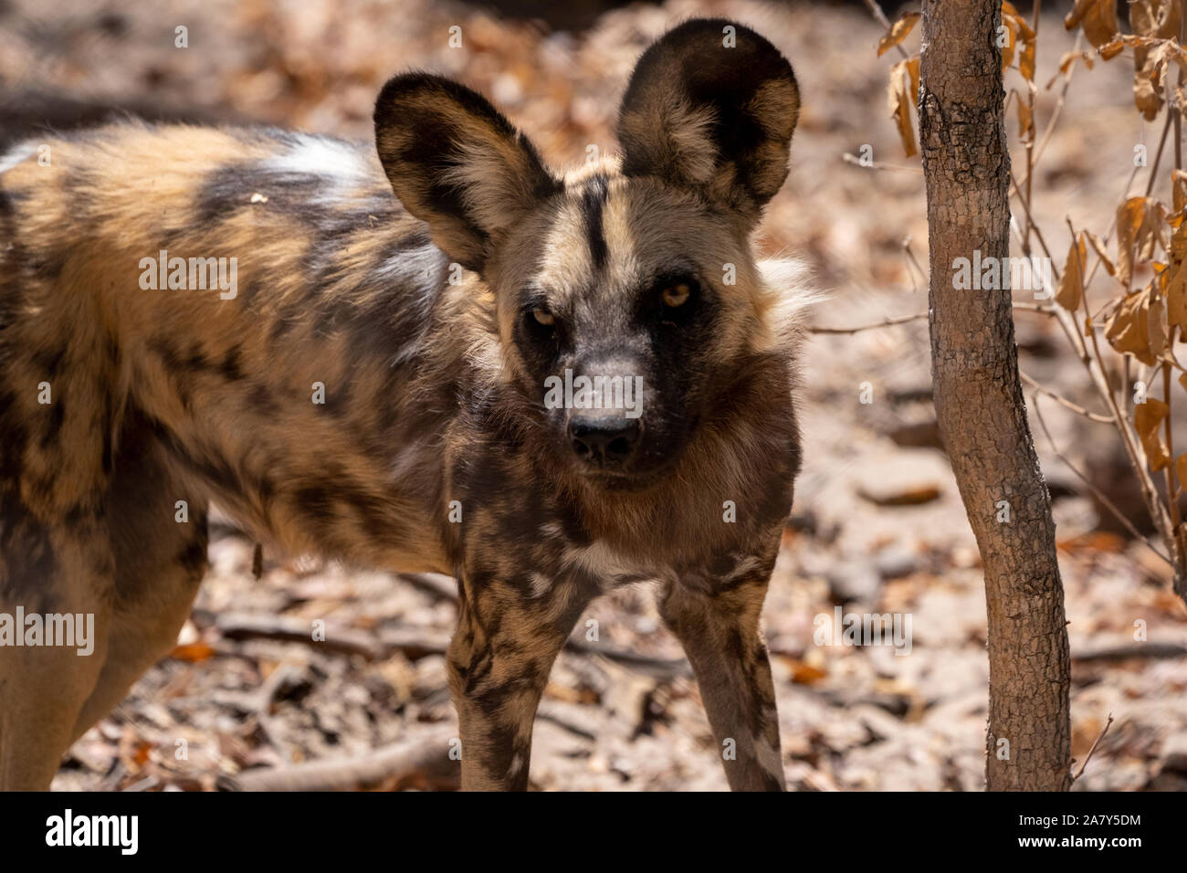 African wild dog (Lycaon pictus) ‪Hwange Parco Nazionale dello Zimbabwe Foto Stock