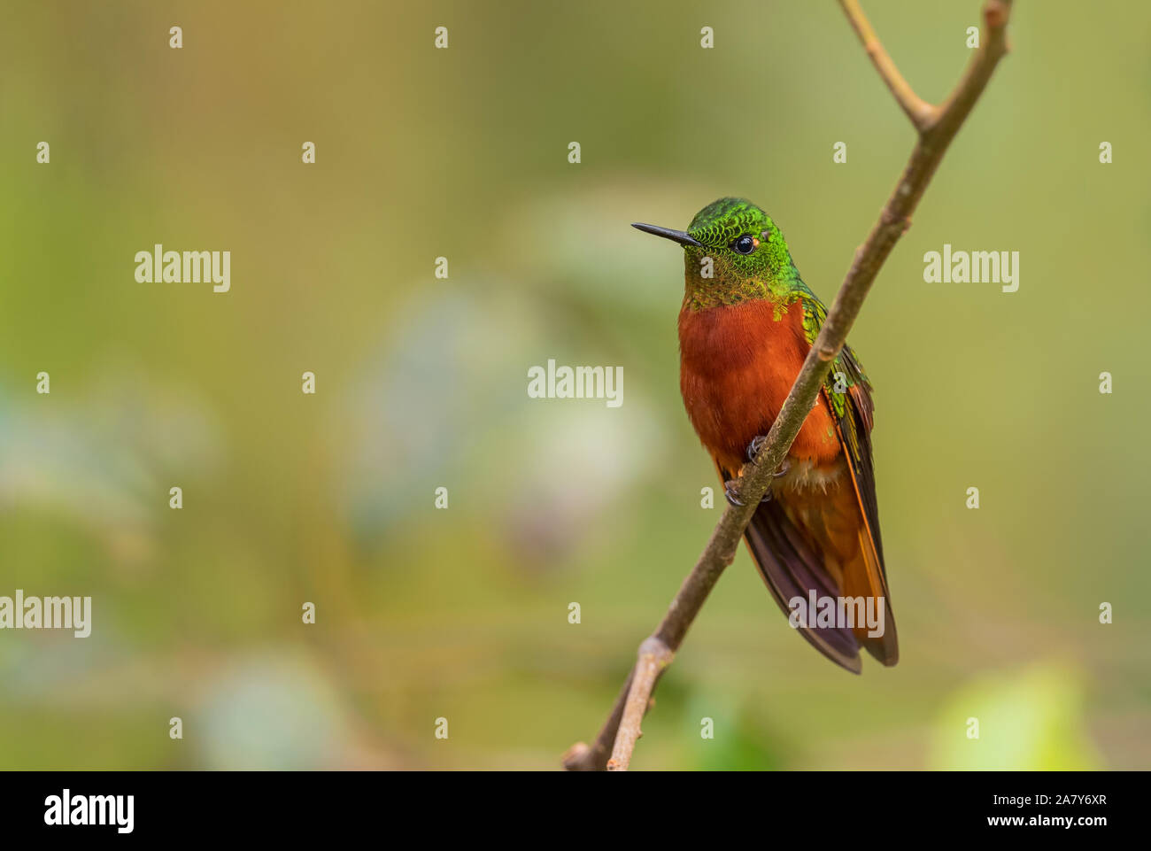 Chestnut-breasted Coronet - Boissonneaua matthewsii, bella hummingbird colorate dalle pendici andine del Sud America e in Ecuador. Foto Stock