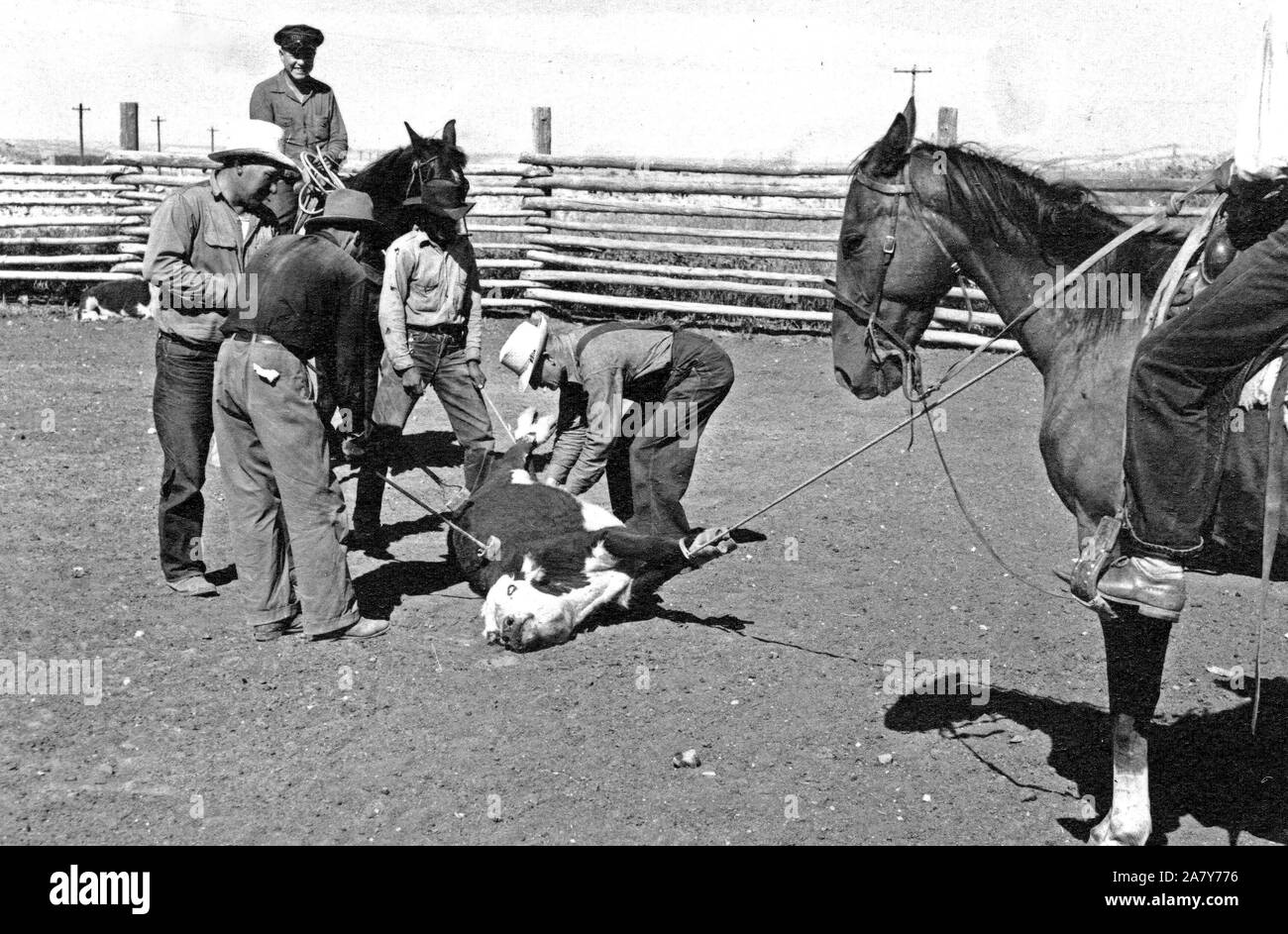 Cowboys legato Branding bovini 1936-1938 ca Foto Stock