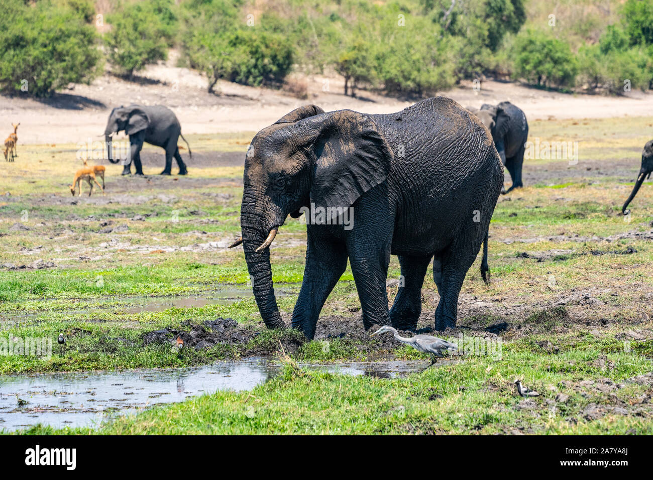Gli elefanti africani acqua potabile Chobe National Park Botswana Foto Stock