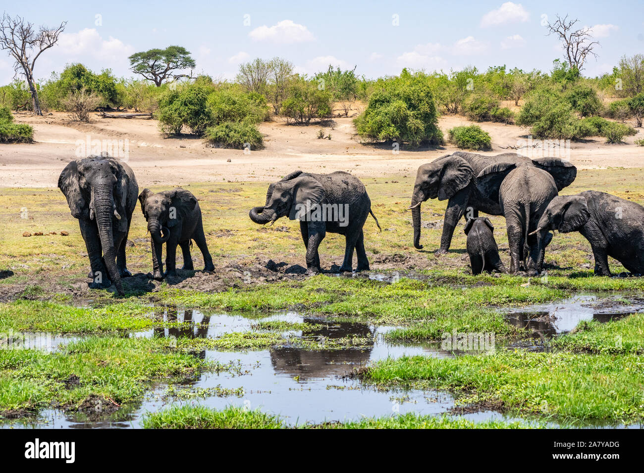 Gli elefanti africani acqua potabile Chobe National Park Botswana Foto Stock