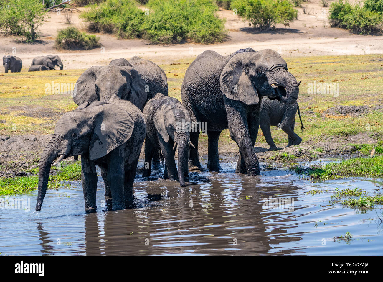 Gli elefanti africani acqua potabile Chobe National Park Botswana Foto Stock