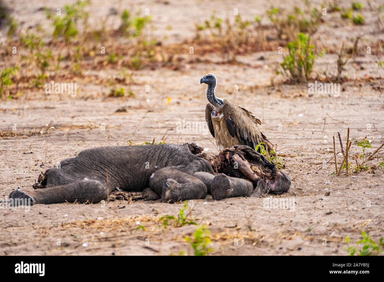 Morto un elefante è mangiato da un bianco-backed vulture (Gyps africanus) Foto Stock