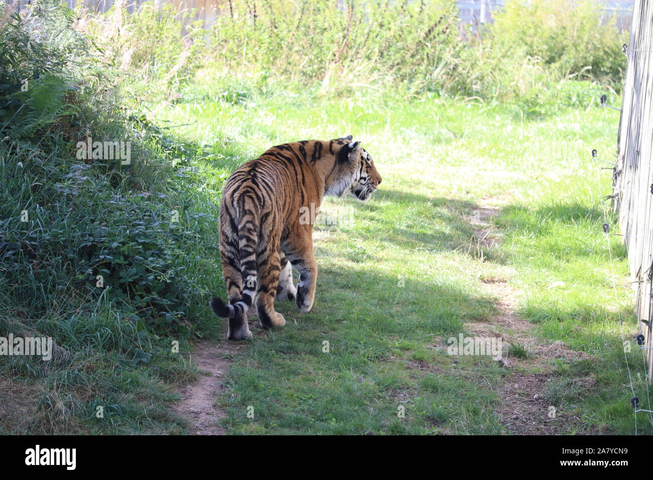 Femmina Tigre Siberiana, Sayan (Panthera Tigris Altaica) Foto Stock