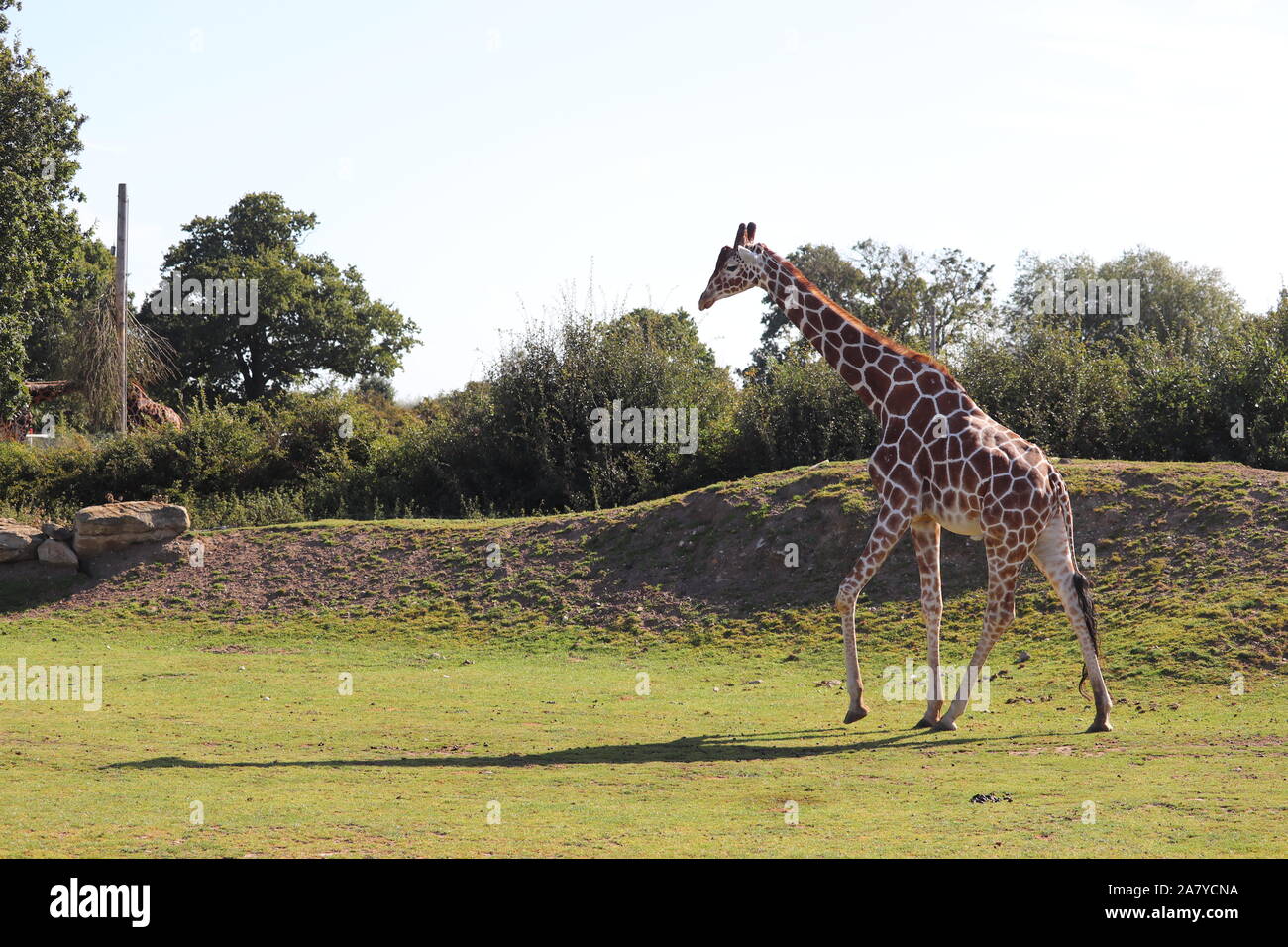 Maschio giraffa reticolata, Palle (Giraffa camelopardalis reticulata) Foto Stock