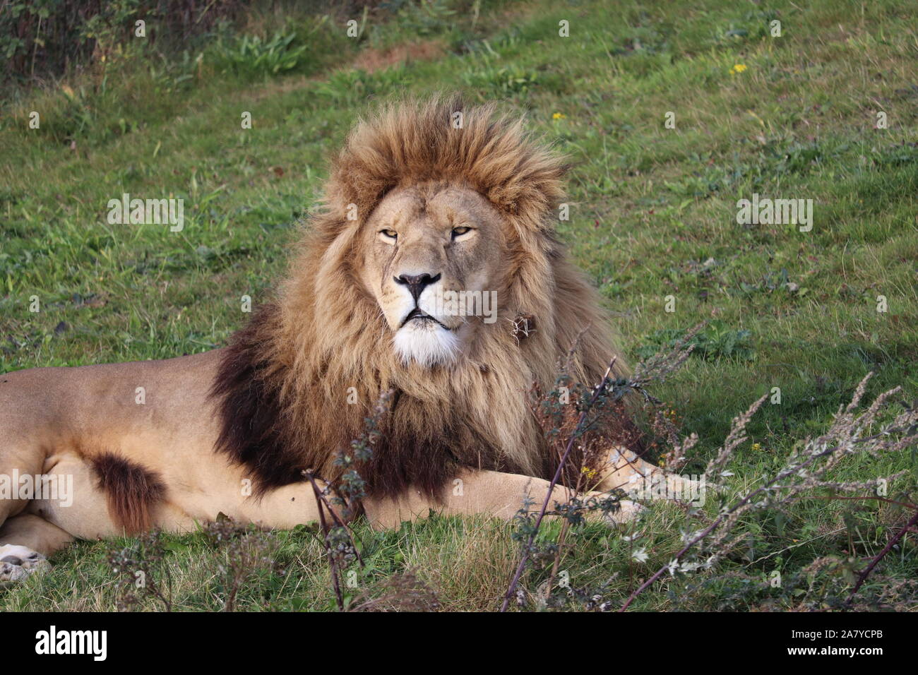Maschio di leone africano, Simba (Panthera leo) Foto Stock