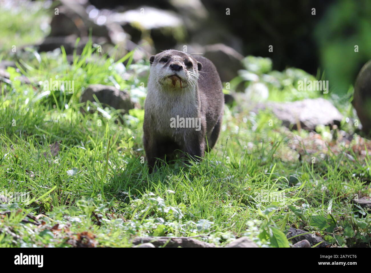 Maschio Short-Clawed asiatico Otter, Buddy (Amblonyx cinerea) Foto Stock