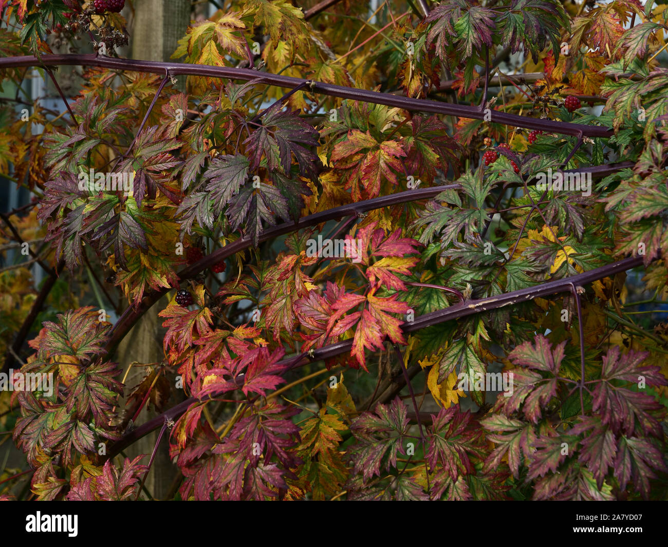 Foglie di rovo o Rubus fruticosus visto cambiare colore in autunno a Londra, Inghilterra, Regno Unito. Foto Stock