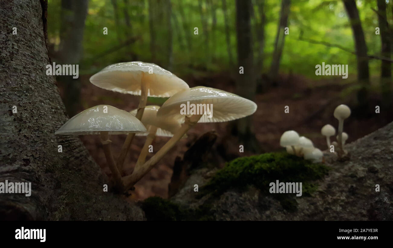 Di piccole dimensioni e di colore bianco di funghi che crescono su albero in Strandja mountain Foto Stock