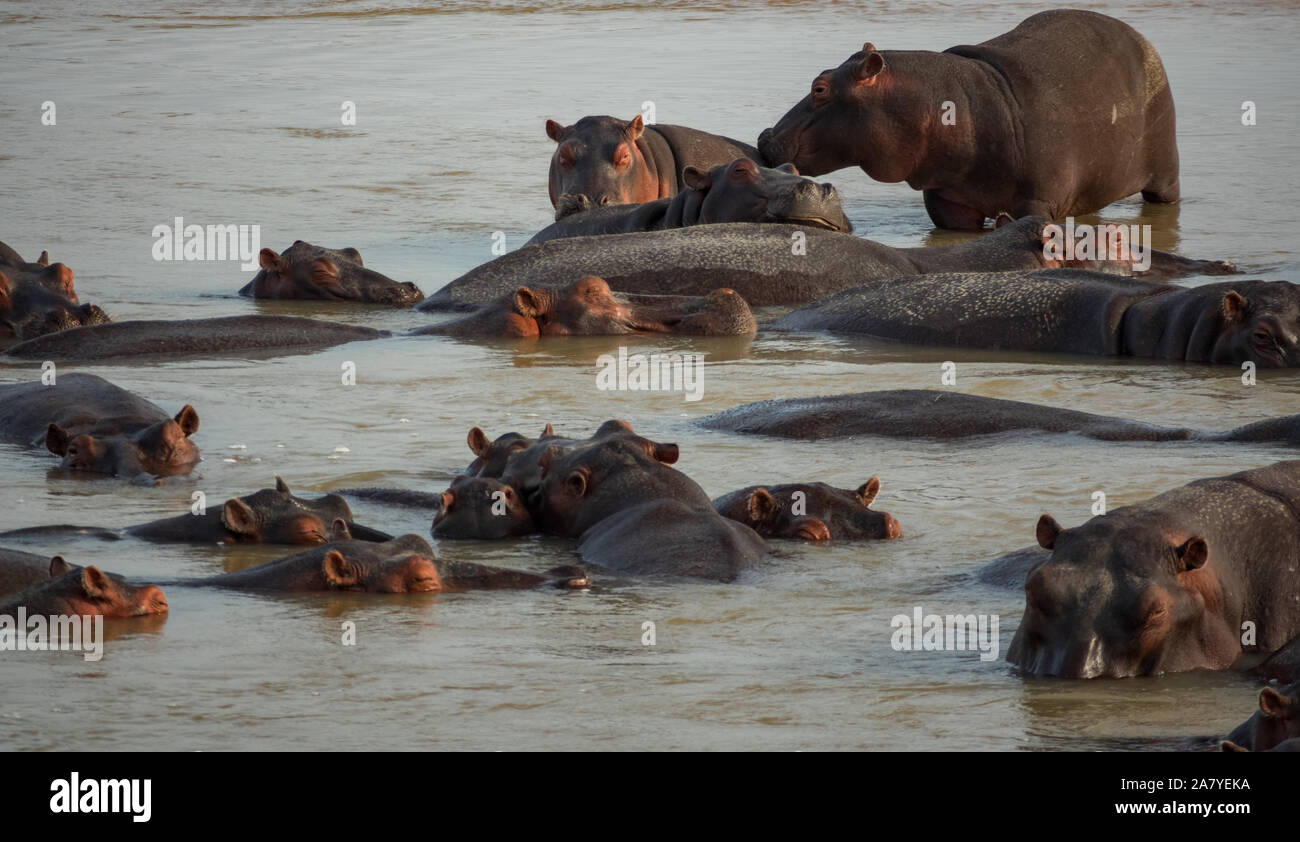 La grande famiglia di ippopotami in acqua Foto Stock