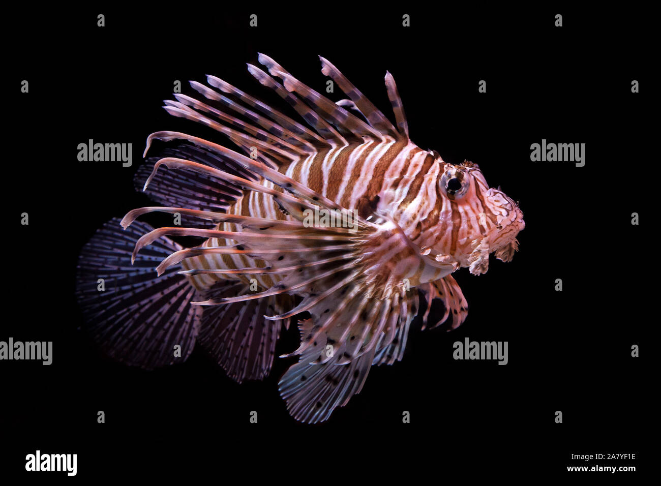 I pesci in fondo al mare Foto Stock