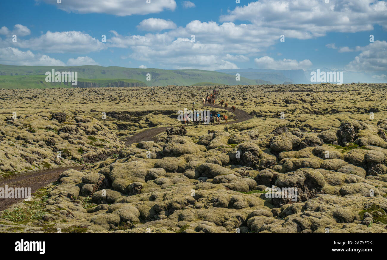 Cavalli islandesi su un campo di lava ricoperta da erba Foto Stock