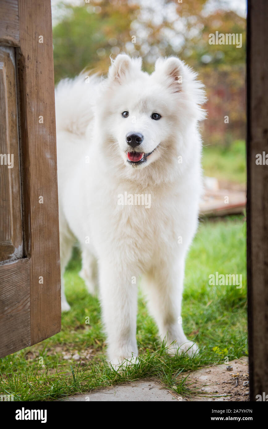 Samoiedo cane alla porta a casa a guardare la casa Foto Stock