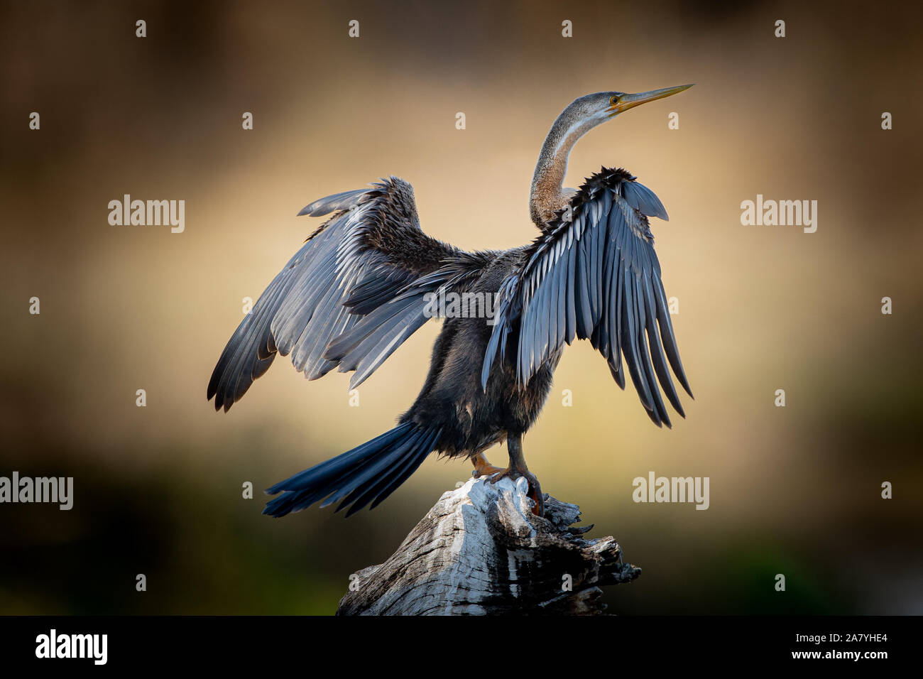 Un africano darter essiccazione stesso off su un ceppo di albero in riva al lago di Panico nel Parco Nazionale di Kruger Foto Stock