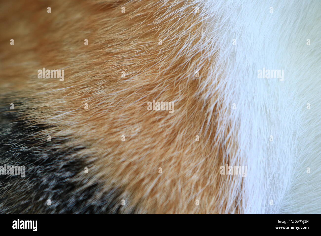 Texture di sfondo di pellicce di gatto Foto Stock