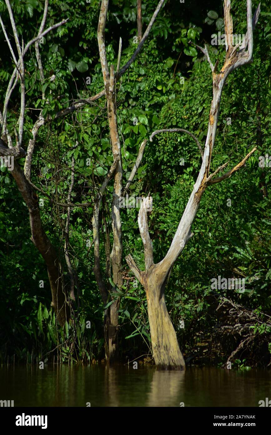 Figura dell'albero sul fiume Sangatta nel Kutai orientale, Kalimantan orientale, Indonesia. Foto Stock