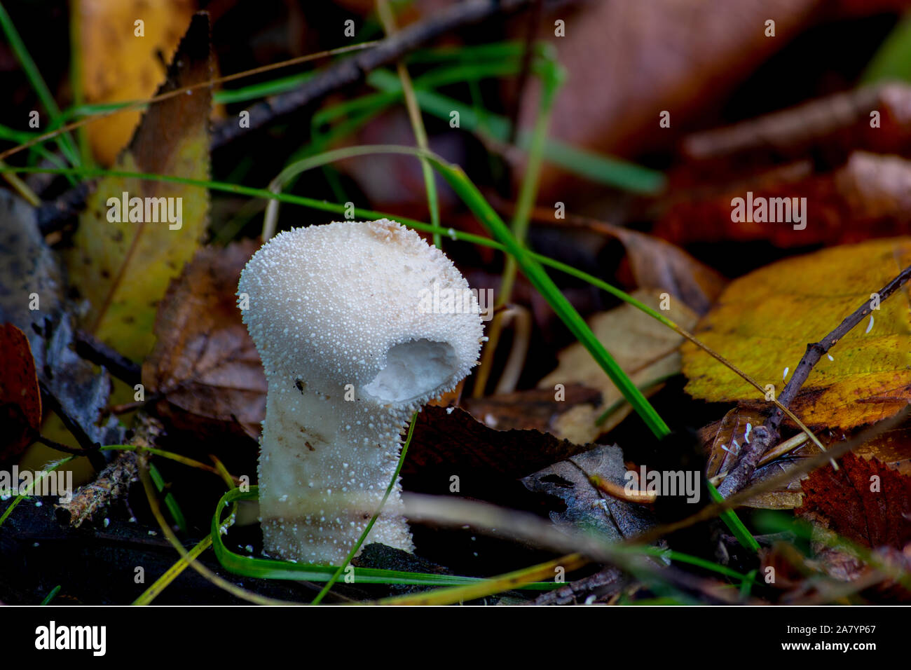 Giovani Puffball comune (Lycoperdon perlatum) a forma di fungo presente sul suolo della foresta nel bosco europeo. Foto Stock