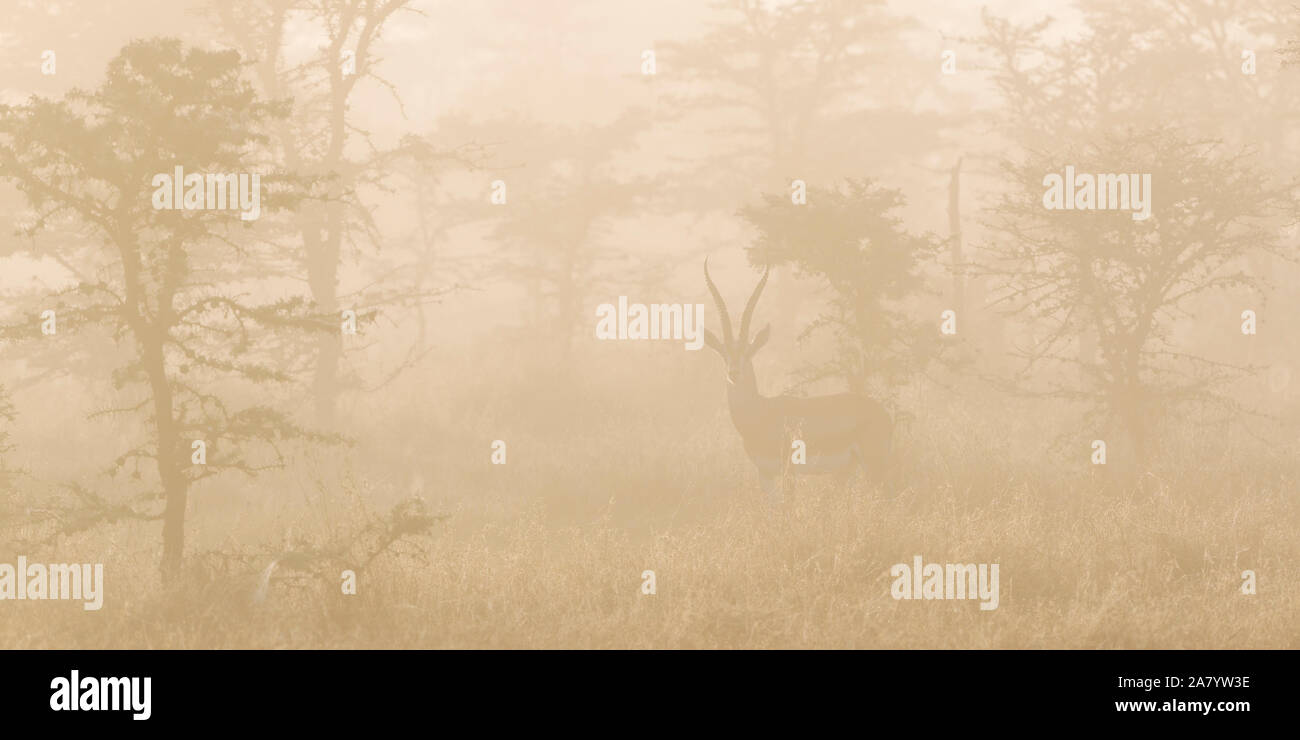 Alba con nebbia Impala in open di macchia, Ol Pejeta Conservancy,Laikipia,Kenya,Africa Foto Stock