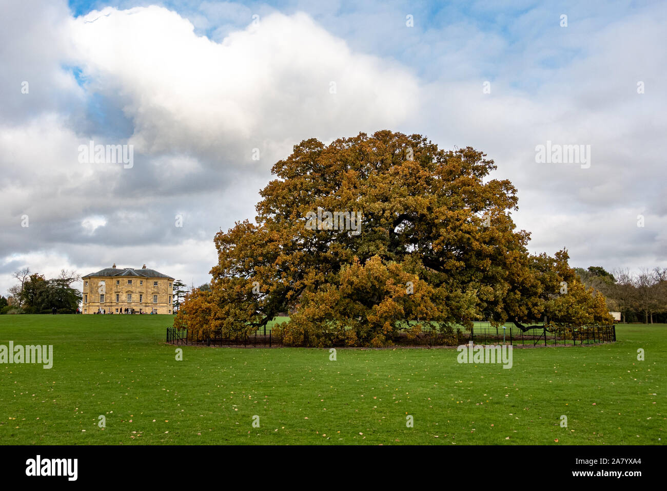 Charter Oak Tree, Danson Park, Bexleyheath, Londra, Inghilterra - 3 Novembre 2019 : Una funzione centrale di Danson Park con Danson House in background Foto Stock