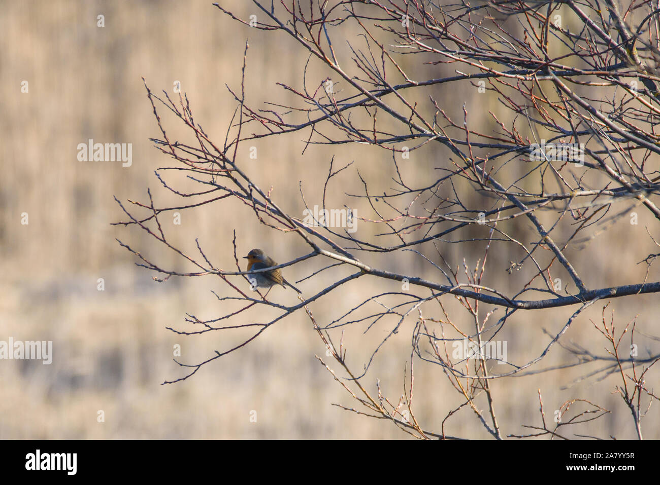 Unione robin (Erithacus rubecula) bird, seduto sul ramo di bush. Foto Stock