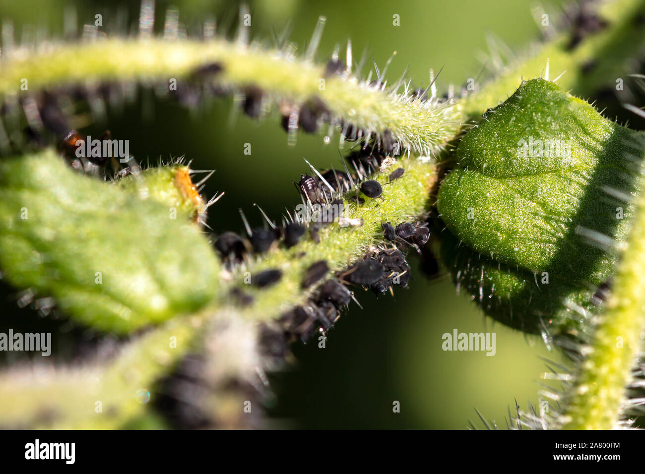 Afidi o pidocchi vegetali infestano una pianta verde al giardino, infestazioni parassitarie, macro closeup Foto Stock