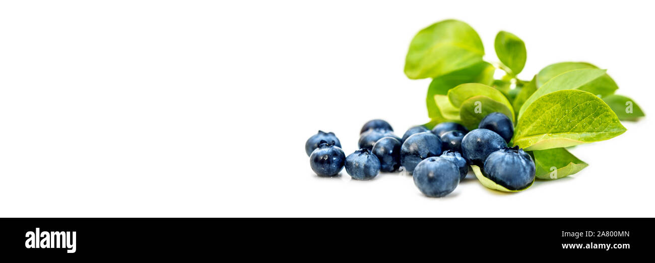 Panorama con mirtilli freschi con copyspace, sani frutti blu per cosmetici, la dieta e la salute Foto Stock