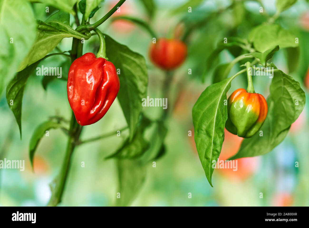 Habanero impianto dotato di fresco, mature habanero peperoni, pronto per il prelievo. Foto Stock