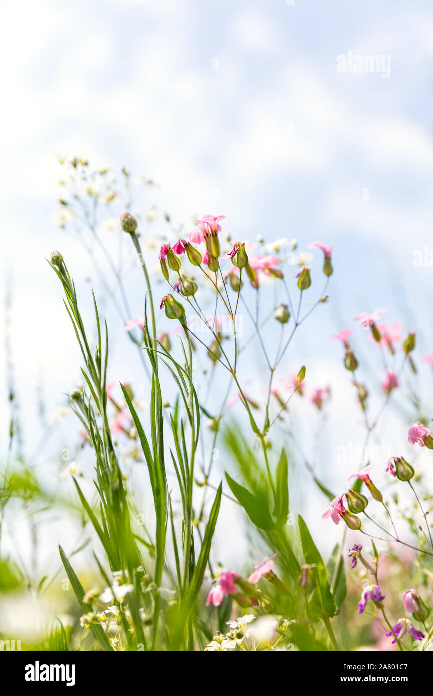 Fiori di campo in un campo di fiori, habitat naturale per la fauna selvatica animali, copyspace Foto Stock